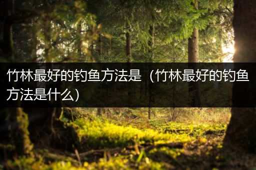 竹林最好的钓鱼方法是（竹林最好的钓鱼方法是什么）